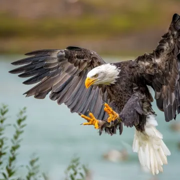 [KVIZ] Zna&scaron; li sve o pticama grabljivicama?