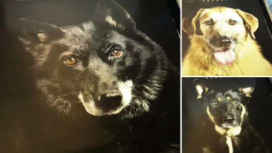 Psi iz osječkog azila postali zvijezde kalendara: 'Pustite ih da budu najbolji prijatelj'