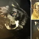 Psi iz osječkog azila postali zvijezde kalendara: 'Pustite ih da budu najbolji prijatelj'