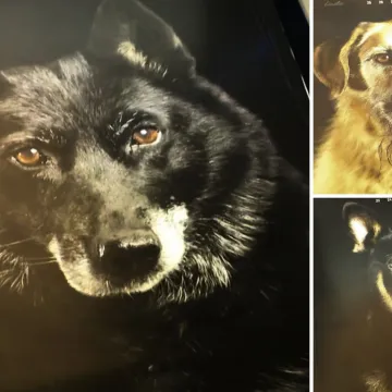 Psi iz osječkog azila postali zvijezde kalendara: 'Pustite ih da budu najbolji prijatelj'