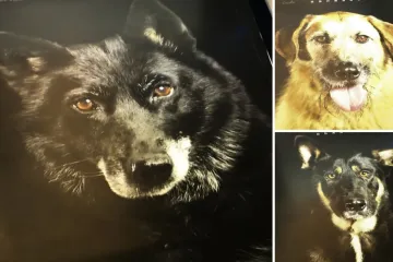 Psi iz osječkog azila postali zvijezde kalendara: 'Pustite ih da budu najbolji prijatelj'