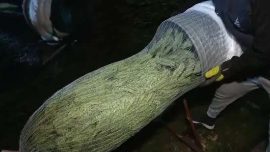 Stigli prodavači božićnih drvaca: Pogledajte kakve su cijene, ali i što Hrvati najviše traže