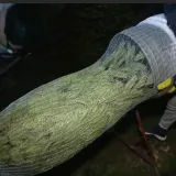 Stigli prodavači božićnih drvaca: Pogledajte kakve su cijene, ali i što Hrvati najviše traže