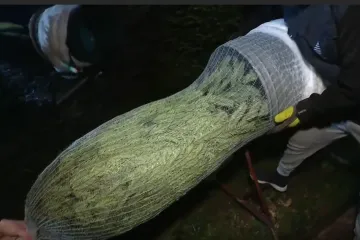 Stigli prodavači božićnih drvaca: Pogledajte kakve su cijene, ali i što Hrvati najviše traže