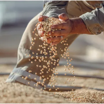 Skrivena opasnost u hrani: Jedna vrsta ulja može potaknuti gomilanje kilograma