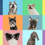 [KVIZ] Zna&scaron; li sve o ovim rekordima pasa?