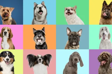 [KVIZ] Zna&scaron; li sve o ovim rekordima pasa?