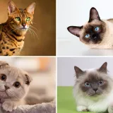 Neka od ovih pitanja mogla bi zbuniti i mačkoljupce: Dokažite da nije nemoguće znati sve