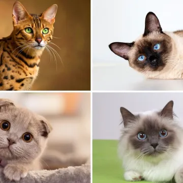 Neka od ovih pitanja mogla bi zbuniti i mačkoljupce: Dokažite da nije nemoguće znati sve