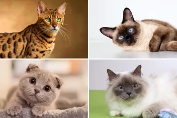 Neka od ovih pitanja mogla bi zbuniti i mačkoljupce: Dokažite da nije nemoguće znati sve