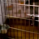 Muža zatočila i tukla: Jedva pobjegao iz psećeg kaveza, bos i ozlijeđen. Isplivale mučne snimke