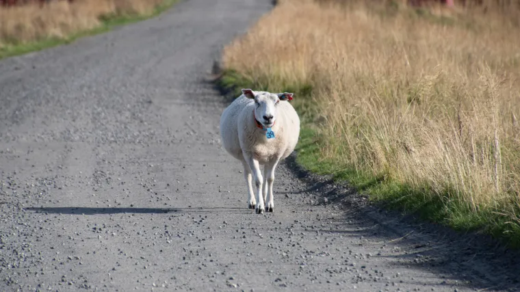 Kaos na cesti kod Grubišnog Polja: Ovca izazvala lančani sudar tri automobila