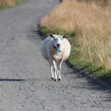 Kaos na cesti kod Grubi&scaron;nog Polja: Ovca izazvala lančani sudar tri automobila
