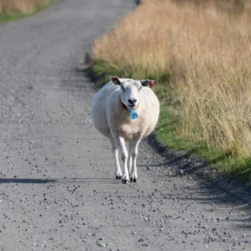 Kaos na cesti kod Grubišnog Polja: Ovca izazvala lančani sudar tri automobila