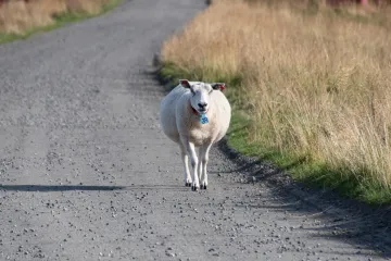 Kaos na cesti kod Grubi&scaron;nog Polja: Ovca izazvala lančani sudar tri automobila