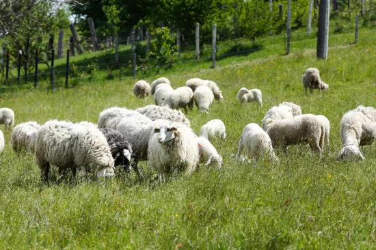 Potvrđena kuga malih preživača u Hrvatskoj, Ministarstvo objavilo priopćenje