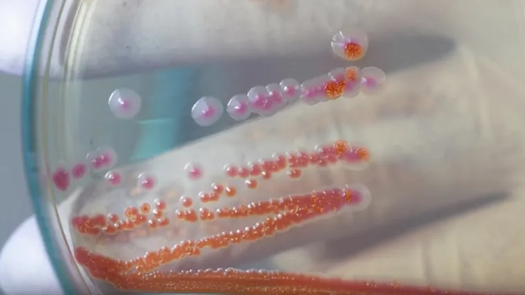 Guba otkrivena u Hrvatskoj, RTL Danas donosi detalje