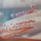 Guba otkrivena u Hrvatskoj, RTL Danas donosi detalje