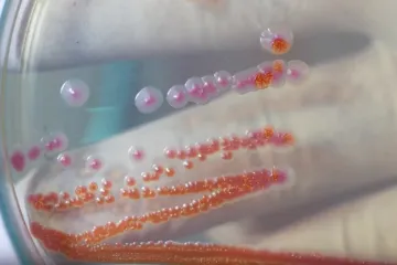 Guba otkrivena u Hrvatskoj, RTL Danas donosi detalje