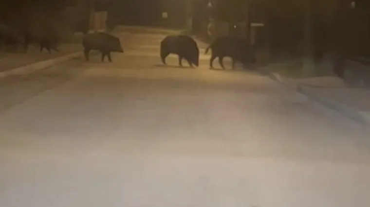 Svinjice u noćnoj patroli po Zagrebu: 'Ajme meni, koliko ih ima!'