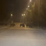 Svinjice u noćnoj patroli po Zagrebu: 'Ajme meni, koliko ih ima!'