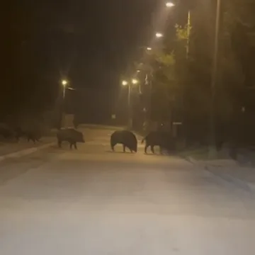 Svinjice u noćnoj patroli po Zagrebu: 'Ajme meni, koliko ih ima!'