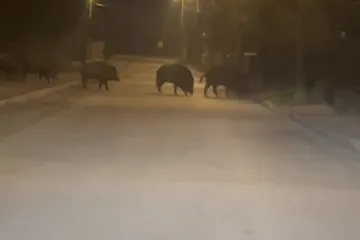 Svinjice u noćnoj patroli po Zagrebu: 'Ajme meni, koliko ih ima!'