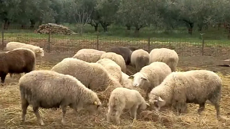Usmrćeno stado ovaca, istraživanja i testovi tijeku. Hoće li biti odštete?
