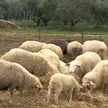 Usmrćeno stado ovaca, istraživanja i testovi tijeku. Hoće li biti odštete?