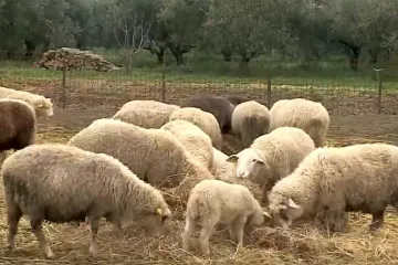 Usmrćeno stado ovaca, istraživanja i testovi tijeku. Hoće li biti od&scaron;tete?