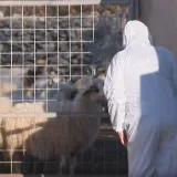 RTL u mjestu gdje je otkrivena kuga: 'Ne mogu se pomiriti s time &scaron;to su napravili'