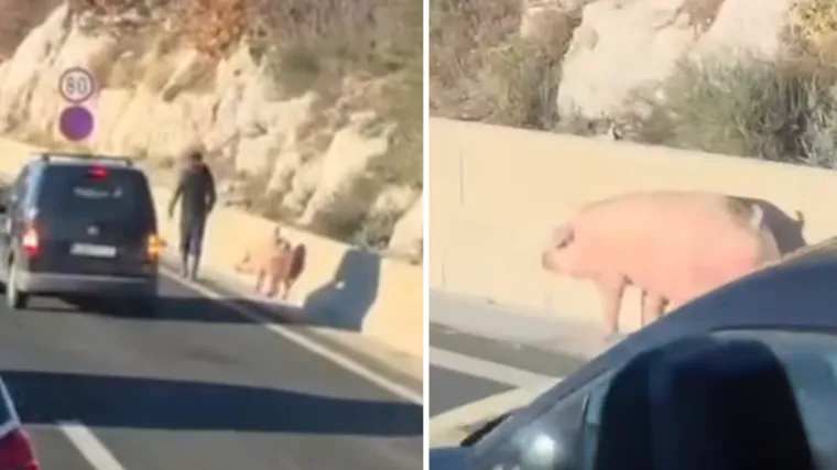 Snimili nesvakida&scaron;nji 'teret' na brzoj cesti u Dalmaciji: 'Svinjarija!'