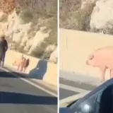 Snimili nesvakida&scaron;nji 'teret' na brzoj cesti u Dalmaciji: 'Svinjarija!'