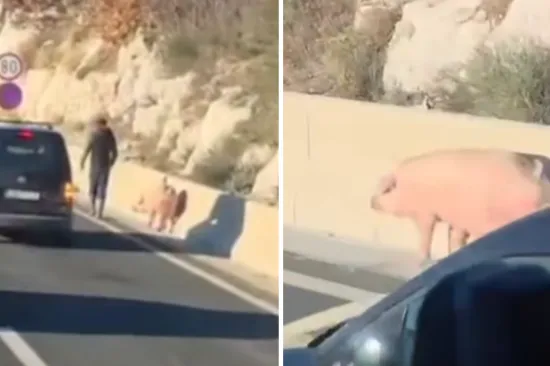 Snimili nesvakida&scaron;nji 'teret' na brzoj cesti u Dalmaciji: 'Svinjarija!'