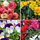 Može&scaron; li prepoznati ovo cvijeće? Ne mora&scaron; biti veliki botaničar da sve zna&scaron;