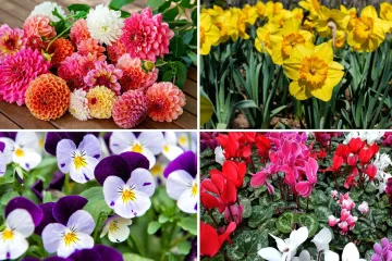 Može&scaron; li prepoznati ovo cvijeće? Ne mora&scaron; biti veliki botaničar da sve zna&scaron;