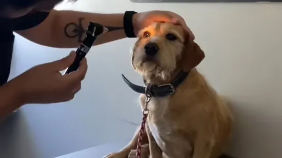 Mislili su da je oslijepio, veterinar utvrdio da samo ignorira ljude!