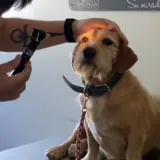 Mislili su da je oslijepio, veterinar utvrdio da samo ignorira ljude!