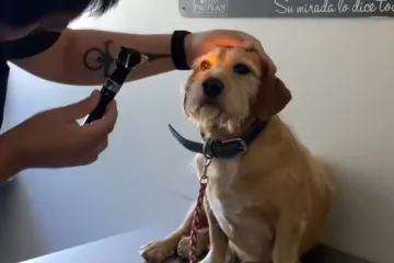 Mislili su da je oslijepio, veterinar utvrdio da samo ignorira ljude!