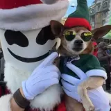 Pseće pivo i smoothie: I 'dlakavci' dobivaju poklone, neki izdvajaju i ozbiljne iznose