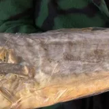 Blagdanski stolovi ostaju bez Zvijezde Badnjaka! Kakva je cijena, i ne čudI