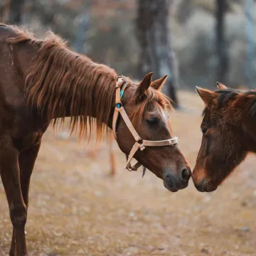[KVIZ] Samo će pravi ljubitelji konja imati sve točne odgovore