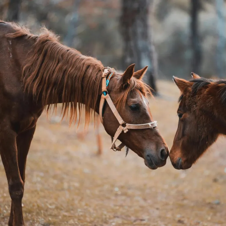 [KVIZ] Samo će pravi ljubitelji konja imati sve točne odgovore