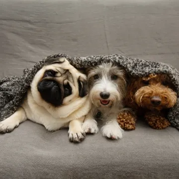 Veterinari savjetuju: Ovo su načini na koje možete za&scaron;tititi pse od stresa zbog pirotehnike