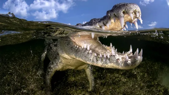 Dječak (10) oti&scaron;ao plivati s prijateljima pa zavr&scaron;io u raljama krokodila