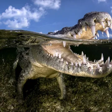 Dječak (10) oti&scaron;ao plivati s prijateljima pa zavr&scaron;io u raljama krokodila