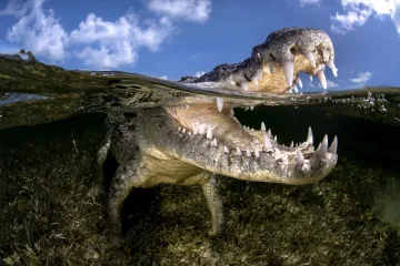 Dječak (10) oti&scaron;ao plivati s prijateljima pa zavr&scaron;io u raljama krokodila