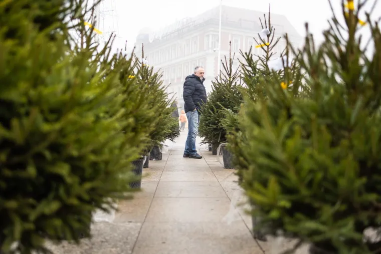 Danska drvca preplavila Hrvatsku: Evo tko nam prodaje Božić i za&scaron;to kupujemo najskuplje