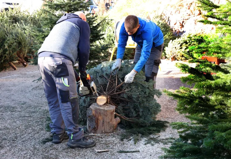 Danska drvca preplavila Hrvatsku: Evo tko nam prodaje Božić i za&scaron;to kupujemo najskuplje