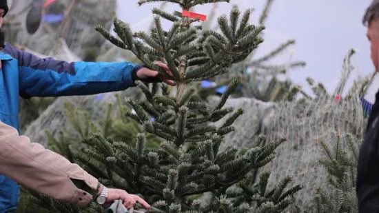 Danska drvca preplavila Hrvatsku: Evo tko nam prodaje Božić i za&scaron;to kupujemo najskuplje
